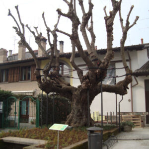 Gelso storico monumentale di Piazza Perrucchetti. Foto da www.vivicassano.it