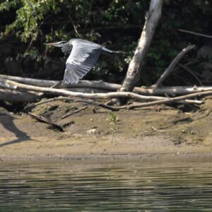 Riserva Naturale del Bosco della Lanca, fauna. Foto da turismo.parcoaddanord.it