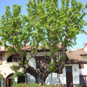 Gelso storico monumentale di Piazza Perrucchetti. Foto da www.vivicassano.it