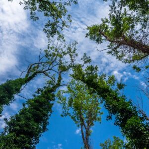 Riserva Naturale del Bosco della Lanca, veduta. Foto da turismo.parcoaddanord.it