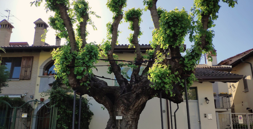 Gelso storico monumentale di Piazza Perrucchetti. Foto d Garden 65