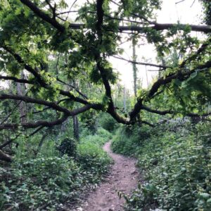 Riserva Naturale del Bosco della Lanca, veduta. Foto da turismo.parcoaddanord.it
