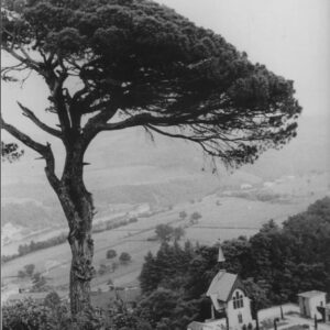 Imbersago, Pigné. Oggi l'albero non è più presente, ma l'atmosfera del luogo è ancora percepibile. Foto da Archivio storico digitale del Comune di Imbersago. Si ringrazia Tullio Riva