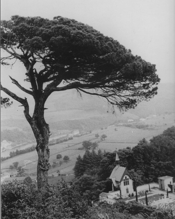 Imbersago, Pigné. Oggi l'albero non è più presente, ma l'atmosfera del luogo è ancora percepibile. Foto da Archivio storico digitale del Comune di Imbersago. Si ringrazia Tullio Riva