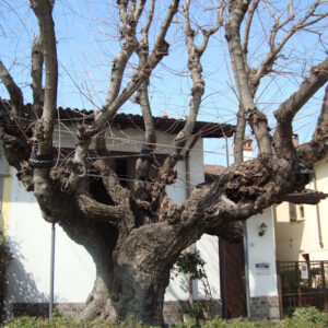 Gelso storico monumentale di Piazza Perrucchetti. Foto da www.vivicassano.it