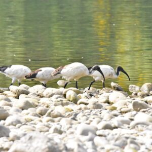 Riserva Naturale del Bosco della Lanca, fauna. Foto da turismo.parcoaddanord.it