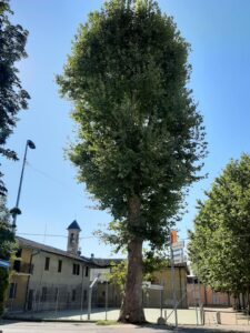 Platano di Badalasco, veduta. Foto da canale FB Cronche di Fara Gera d'Adda