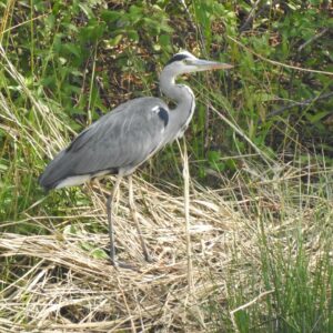 Oasi WWF "Le Foppe". Foto da Canale ufficiale FB