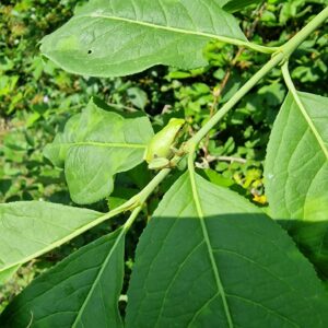 Oasi WWF "Le Foppe". Foto da Canale ufficiale FB