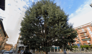 Cedro monumentale. Foto di Garden65