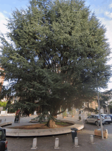 Cedro monumentale. Foto di Garden65