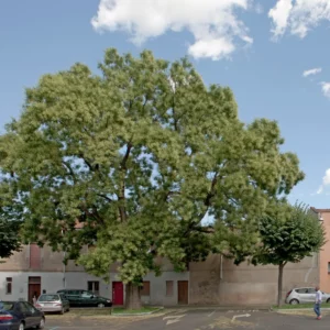 Sophora. Foto di Mario Donadoni, da ioprimadime.com