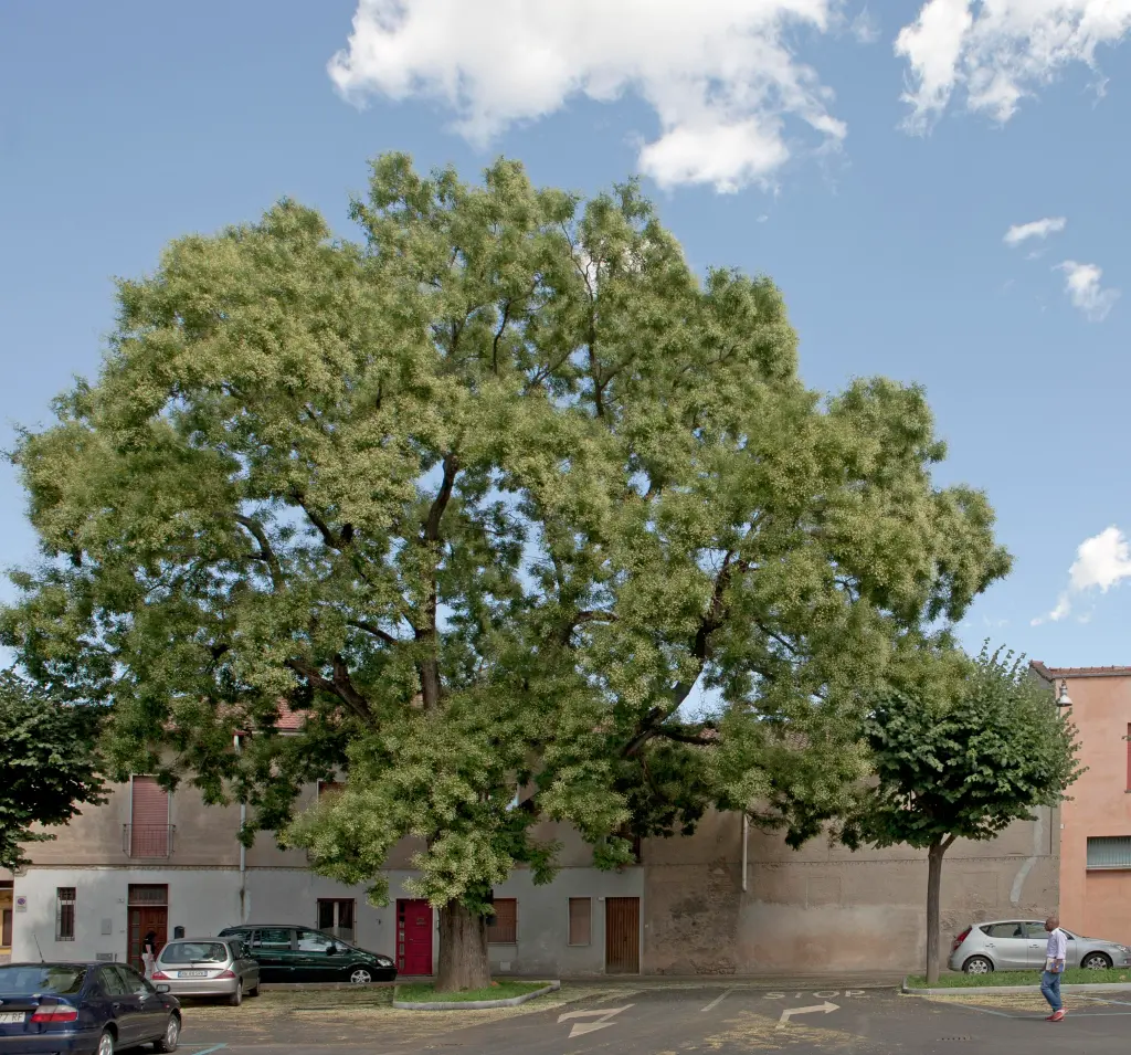 Sophora. Foto di Mario Donadoni, da ioprimadime.com