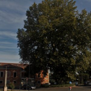 Verderio, Platano monumentale (foto tratta da www.bartesaghiverderiostoria.blogspot.com)