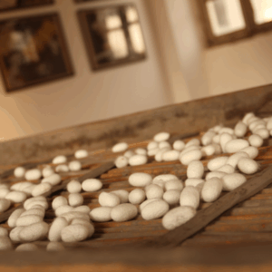 Civico Museo Setificio Monti, bozzoli, da sito ufficiale